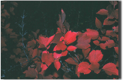 cranberry leaves